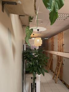 een hal met een potplant in een kamer bij Urban Capsule in Dresden