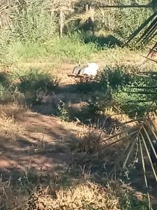 Billede fra billedgalleriet på Tot graind i Nouakchott