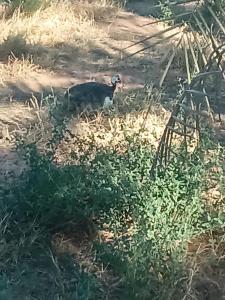 Billede fra billedgalleriet på Tot graind i Nouakchott