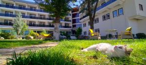 a white cat laying in the grass in front of a building at Vanna Hotel Spa in Hamamözü