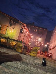 a black and white cat sitting on a street at night at Hostel Barato Zona Sul in Porto Alegre