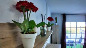 Eine weiße Vase mit roten Blumen auf einer Theke in der Unterkunft Apartalux Gold Oasis in Mojácar