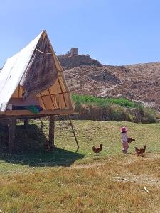 a group of chickens standing around a tent in a field at Glamping Catarata Capua in Yura +9 photos