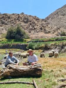 Dyr på campingpladsen eller i nærheden