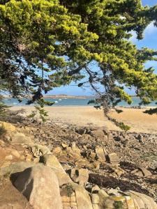 - une plage avec un arbre et des rochers et l'océan dans l'établissement Proximité du port de Perros Guirec, à Perros-Guirec
