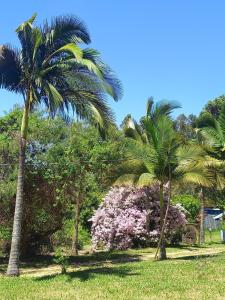 two palm trees and a bush with pink flowers at Chalés Moinho in Carrancas