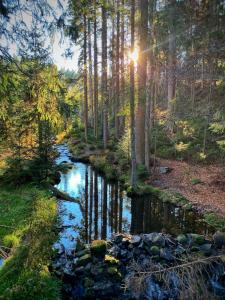 un ruscello in una foresta con il sole che splende attraverso gli alberi di Šumava ski apartment under Zadov 70m2 a Stachy