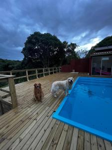 twee honden op een terras naast een zwembad bij Gamboa House in Garopaba
