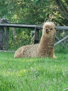 Animaux dans le B&B/chambre d'hôtes ou à proximité