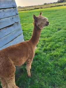Animaux dans le B&B/chambre d'hôtes ou à proximité 21 autres photos