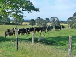 un troupeau de vaches dans un champ derrière une clôture dans l'établissement The Old Shepherd, à Masterton 10 autres photos