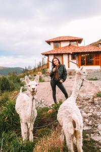 una donna è in piedi accanto a due lama di Solarium Cabaña a Riobamba