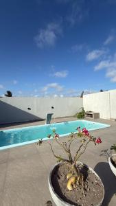 a plant in a pot next to a swimming pool at Espaço massagueira in Marechal Deodoro