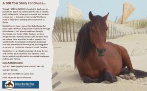 a horse sitting in the sand on the beach at 2002 - Hidden Aweigh in Sanderling +43 photos