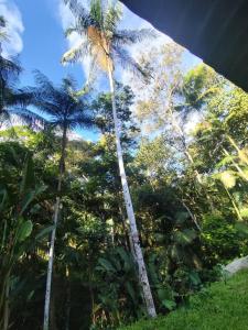 een palmboom in het midden van een bos van bomen bij Chácara da Vó na Natureza in Mogi das Cruzes