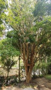 een grote boom in het midden van een veld bij Chácara da Vó na Natureza in Mogi das Cruzes