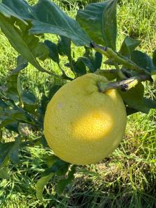 Gallery image of Preciosa casa rústica cerca de la playa in Moaña