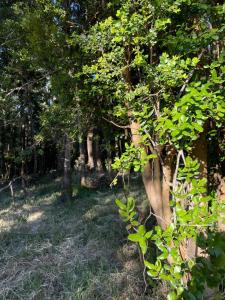 eine Reihe von Bäumen in einem Waldgebiet in der Unterkunft Cabaña equipada a 5 minutos de Panguipulli in Huellahue