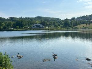un groupe de canards nageant dans un grand lac dans l'établissement Ferienwohnung Sorpesee, à Sundern