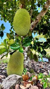 two large kiwi fruit hanging from a tree at 2BR 1BA Blissful Orchard in Keaau +8 photos