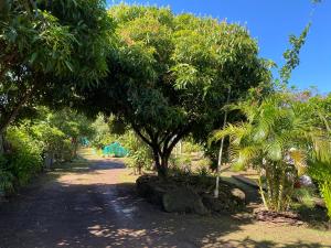 a group of trees in a dirt road at Pumakari Rapa Nui in Hanga Roa