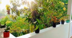 a window sill with potted plants on it at White Sky in Hikkaduwa