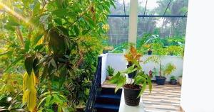 a greenhouse with a bunch of plants in it at White Sky in Hikkaduwa