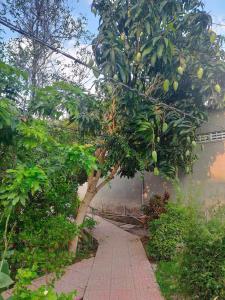 a garden with a tree with fruits on it at Home Vuon Dua in Ấp Nhứt (1)