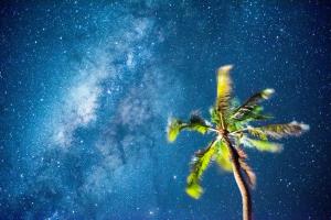 a palm tree in front of the milky way at Red Monkey Beach Lodge in Jambiani