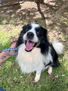 un cane bianco e nero al guinzaglio accanto a una persona di The Cozy Retreat Koshigaya-Soka-Hibiya Line a Soka