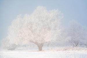 a tree covered in snow in a field at Curte la Munte - charming village house in Sebeşu de Sus