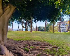 ein Baum mit entwurzelten Wurzeln in einem Park in der Unterkunft B&F Paloma in Benalmádena