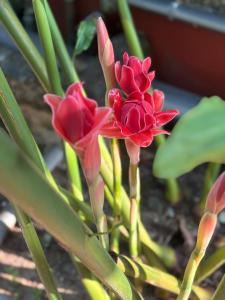 a couple of red flowers on a plant at Lankadays in Negombo