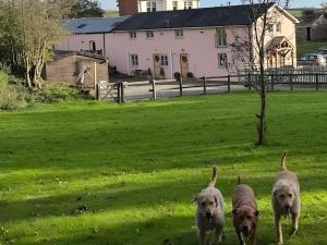 three dogs walking in the grass in front of a house at Ty Llaeth in Llanstephan +11 photos