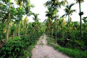 a dirt road in the middle of a banana plantation at Areca Nut Homestay in Mudigere +6 photos