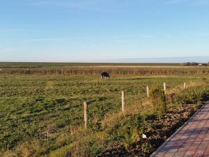 a cow grazing in a field next to a fence at Apartment Nice Holidays by Interhome in Pellworm