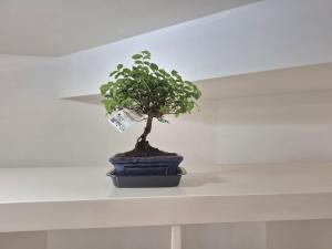 een plant in een blauwe pot zittend op een plank bij Basement studio in hosts house with private terrace and BBQ Ideal for The camino in Zizur Mayor