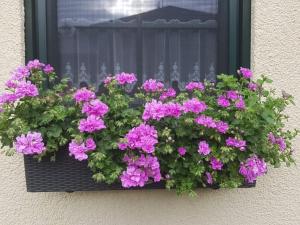 a window box filled with purple flowers in front of a window at Apartment Am Marsfeld by Interhome in Borkheide