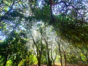 Gallery image of Dhupchaya Nature Retreat in Manikchari