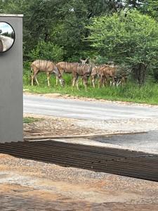una mandria di zebre al pascolo sul ciglio di una strada di Panache Wildlife Cottage-Self Catering a Hoedspruit Altre 23 foto