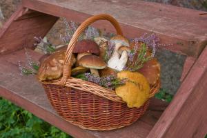 Zdjęcie z galerii obiektu Agroturystyka Sominy Piotr w mieście Sominy
