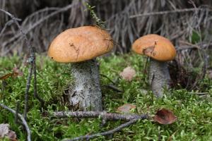 Zdjęcie z galerii obiektu Agroturystyka Sominy Piotr w mieście Sominy