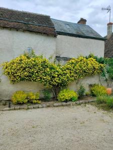 a bush with yellow flowers on the side of a building at La dépendance in Cour-Cheverny +4 photos