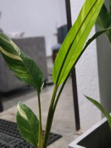 a green plant with green leaves in a vase at Seven S villa in Kamburugamuwa