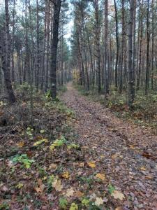 een weg bedekt met bladeren in het bos bij Czapla in Bocheniec +3 foto's