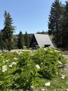 un campo di fiori davanti a una casa di Black Chalet 2 a Vârtop