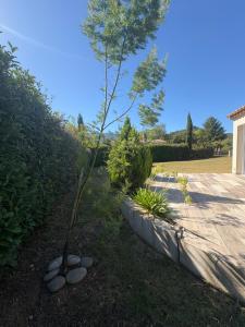 een kleine boom in een tuin met rotsen bij Villa Entonofa in Nans-les-Pins