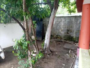 two trees in front of a brick wall at Cabeza De Toro, Locales in Punta Cana
