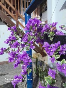 un mazzo di fiori viola in un palo blu di Hostal Paloma Café a Palomino Altre 17 foto