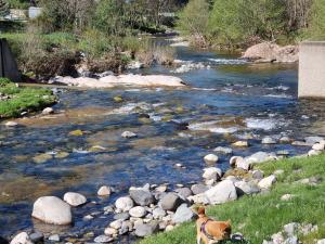 un cane seduto accanto a un fiume con delle rocce di Studio chez Marilou a Arcens